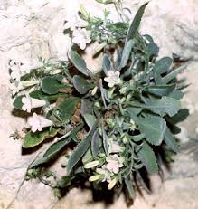 Attēlu rezultāti vaicājumam “Campanulaceae”