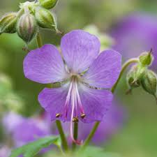 Attēlu rezultāti vaicājumam “Geraniaceae”