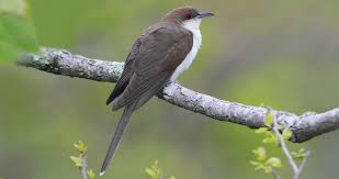 Image result for Coccyzus erythropthalmus