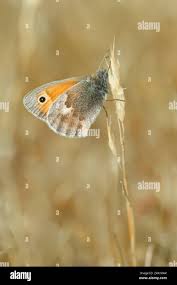 Attēlu rezultāti vaicājumam “Coenonympha hero underside”