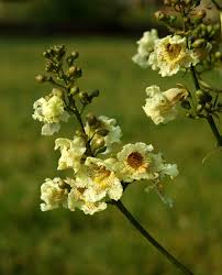 Attēlu rezultāti vaicājumam “Catalpa ovata flower”
