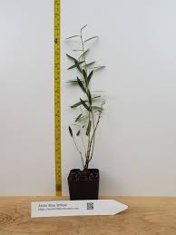 Attēlu rezultāti vaicājumam “Salix purpurea”