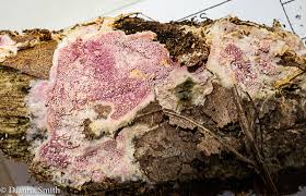 Attēlu rezultāti vaicājumam “Ceriporia”