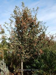 Attēlu rezultāti vaicājumam “Sorbus”