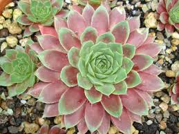 Image result for echtes Hauswurz