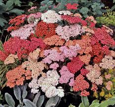 Attēlu rezultāti vaicājumam “Achillea ptarmica fruit”