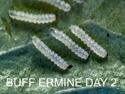 Attēlu rezultāti vaicājumam “Spilosoma lutea larva”