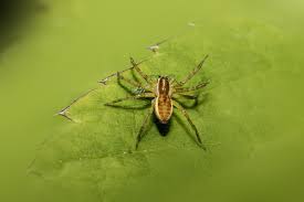 Attēlu rezultāti vaicājumam “Dolomedes fimbriatus”