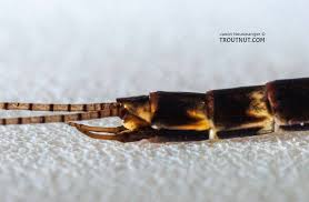 Attēlu rezultāti vaicājumam “Siphlonurus male”