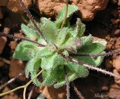 Attēlu rezultāti vaicājumam “Erophila verna leaf”