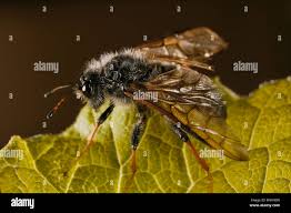 Attēlu rezultāti vaicājumam “Trichiosoma”