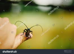 Attēlu rezultāti vaicājumam “Monochamus urussovi”