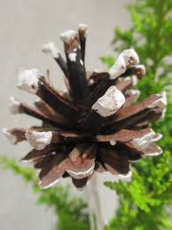 Attēlu rezultāti vaicājumam “Pinus pumila male flower”