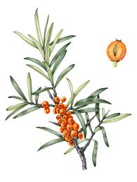 Attēlu rezultāti vaicājumam “Hippophae rhamnoides”