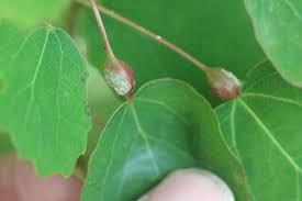 Attēlu rezultāti vaicājumam “Contarinia petioli”