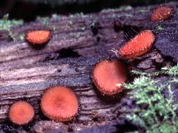 Attēlu rezultāti vaicājumam “Scutellinia scutellata”