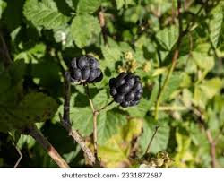 Attēlu rezultāti vaicājumam “Rubus caesius fruit”