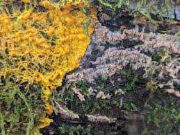 Attēlu rezultāti vaicājumam “Badhamia dubia spores”