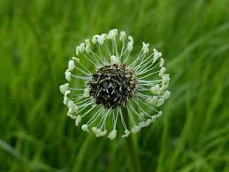 Attēlu rezultāti vaicājumam “Plantago lanceolata flower”