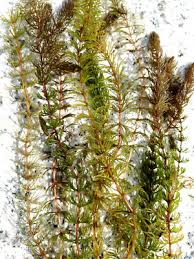 Attēlu rezultāti vaicājumam “Ceratophyllum demersum leaf”