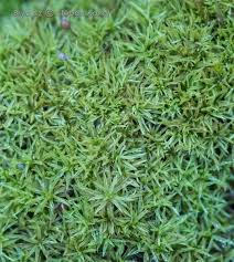 Attēlu rezultāti vaicājumam “Weissia squarrosa”