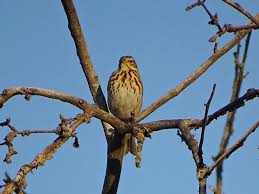 Attēlu rezultāti vaicājumam “Anthus trivialis”