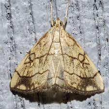 Attēlu rezultāti vaicājumam “Evergestis pallidata”