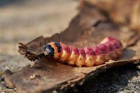 Attēlu rezultāti vaicājumam “Cossus cossus larva”