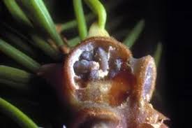 Attēlu rezultāti vaicājumam “Sacchiphantes abietis”