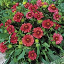 Image result for Gaillardia