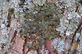 Attēlu rezultāti vaicājumam “Pleurosticta acetabulum”