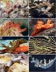 ผลการค้นหารูปภาพสำหรับ Bornella Anguilla