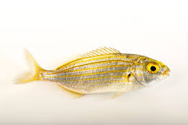 Image result for Sarpa salpa