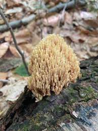 Attēlu rezultāti vaicājumam “Ramaria stricta”