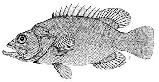 Image result for Polyprion americanus