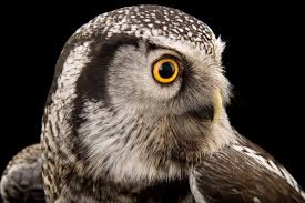 Image result for Surnia ulula