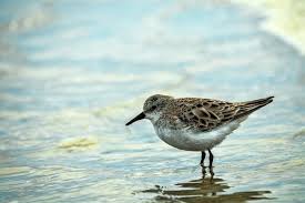 Attēlu rezultāti vaicājumam “Calidris minuta”