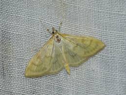 Attēlu rezultāti vaicājumam “Paratalanta hyalinalis”