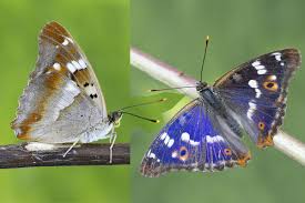 Attēlu rezultāti vaicājumam “Fuligo luteonitens macro”