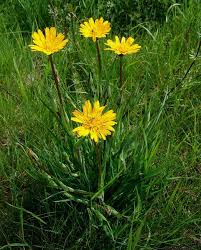 Attēlu rezultāti vaicājumam “Tragopogon heterospermus”