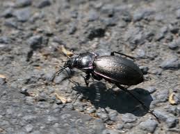 Attēlu rezultāti vaicājumam “Carabus nemoralis”