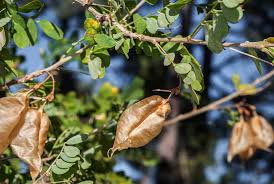 Image result for Colutea arborescens