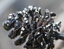 Attēlu rezultāti vaicājumam “Mollisia amenticola”