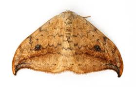 Attēlu rezultāti vaicājumam “Drepana falcataria”