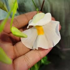 Attēlu rezultāti vaicājumam “Trichia alpina young”