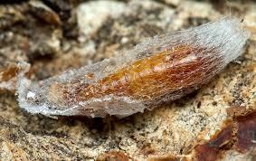 Attēlu rezultāti vaicājumam “Plodia interpunctella”