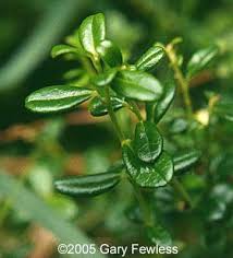 Attēlu rezultāti vaicājumam “Vaccinium vitis-idaea leaf”