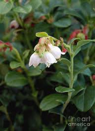 Attēlu rezultāti vaicājumam “Vaccinium vitis-idaea flower”