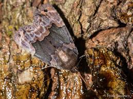 Attēlu rezultāti vaicājumam “Diderma deplanatum macro”