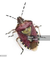 Attēlu rezultāti vaicājumam “Dolycoris baccarum”